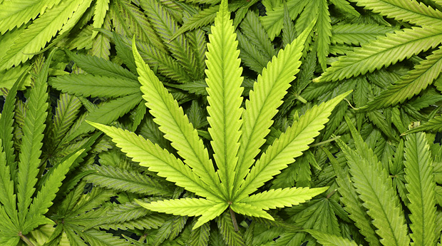 Green marijuana plant leaves